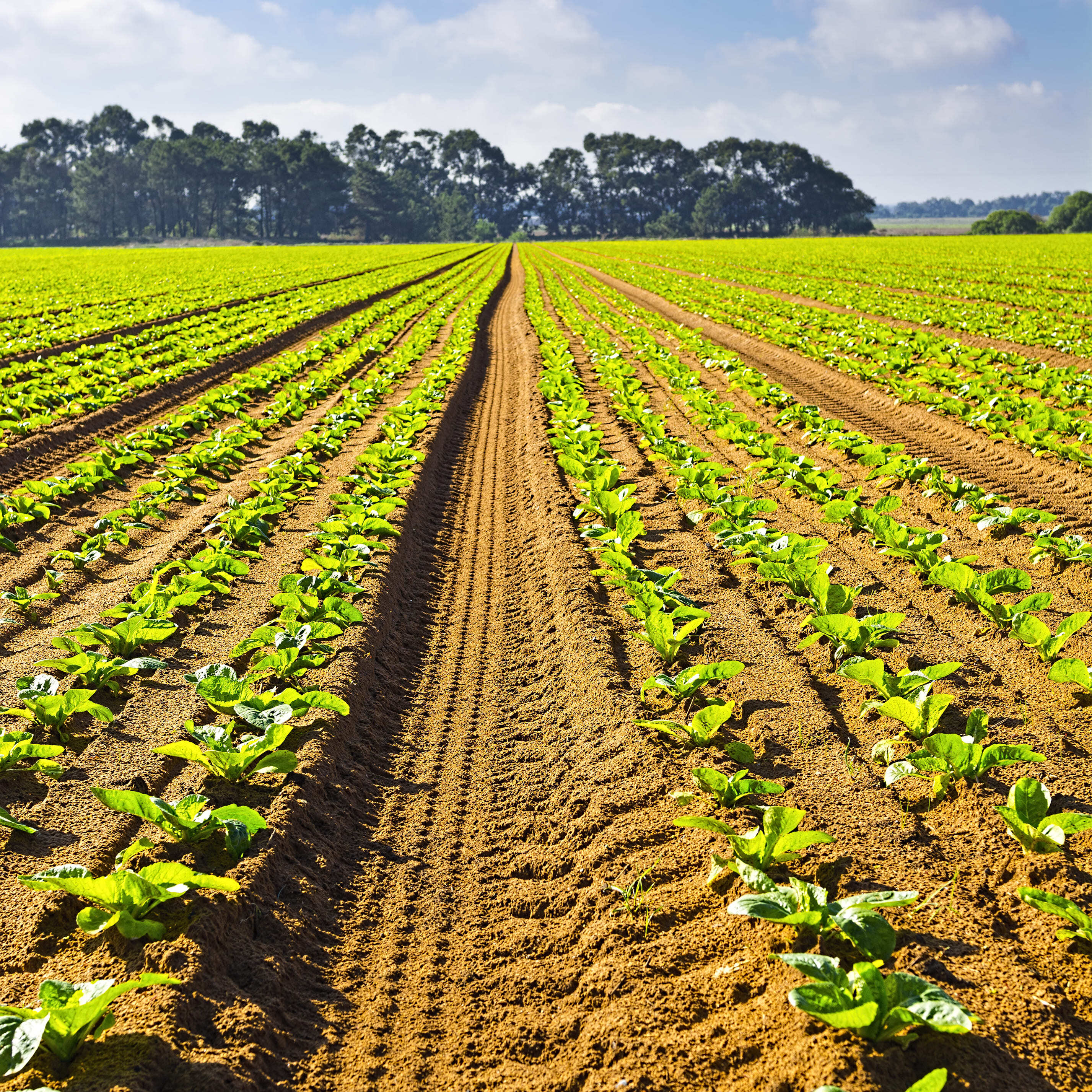 rows-of-fresh-young-green-seedling-in-portugal-2025
